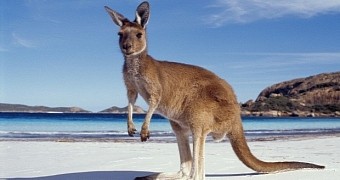 Woman brings kangaroo to restaurant, is asked to leave
