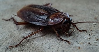 Woman Desperate to Kill a Cockroach Manages to Blow Up a Toilet