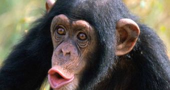 Woman Disfigured in Chimp Attack Gets $4M (€3M) Settlement