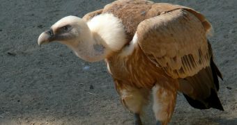 Griffon vultures ate a tourist's body in less than an hour