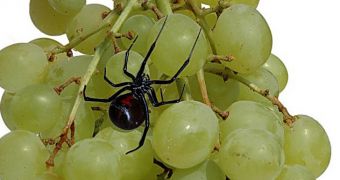 Woman finds black widow spider in a bag of grapes