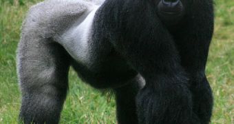 Gorillas carry a strain of HIV that can infect humans as well