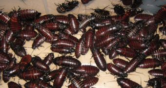 Woman calls 100,000 cockroaches her children