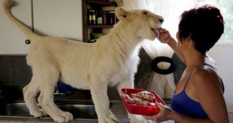 Woman is South Africa has an 8-months-old lion as pet