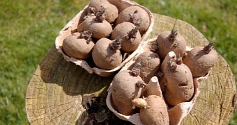 Woman Uses Potato as Contraceptive, the Darn Spud Grows Roots Inside Her