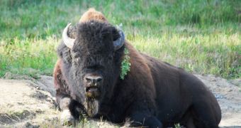 Conservationists in Alaska plan to reintroduce wood bison in the wild