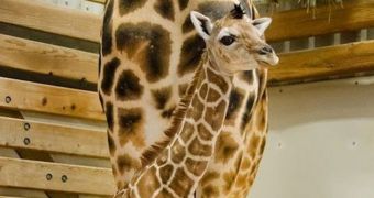 Giraffe calf is born at zoo in Seattle