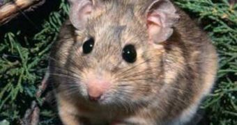 A UH study has scanned the genetic blueprint of woodrats from the Great Basin and the Mojave, and has narrowed to 24 candidate genes the search for genes that produce enzymes allowing Mojave rodents to eat poisonous creosote resin