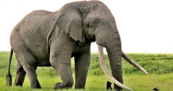 Actor Woody Harrelson and the HSUS want Hawaii to end its ivory trade