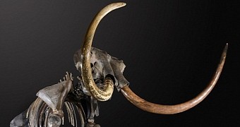 Woolly mammoth skeleton will soon be auctioned off in the UK