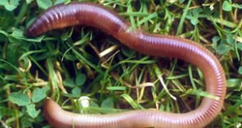 Worker in China finds earthworm the size of a snake