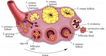 Human ovary