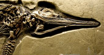A dinosaur fossil in a Bern museum