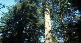 Redwoods in a National Park
