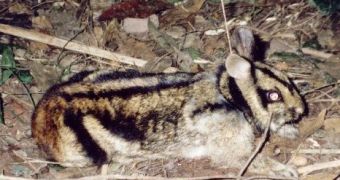 Sumatran stripped rabbit (Nesolagus)