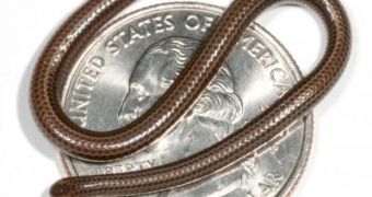 Leptotyphlops carlae, the world's smallest snake compared against the size of a U.S. quarter