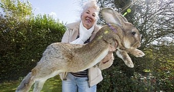 World's Biggest Bunny Is Bigger than Most Dogs