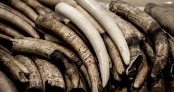 Japanese company found to be the world's largest retailer of elephant ivory, whale products