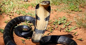 In this day and age, king cobras are the largest venomous snakes in the world
