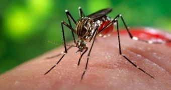 Mosquitoes kill hundreds of thousands of people on an annual basis