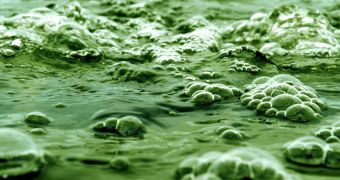 Algae-based laundry liquid to be launched in Europe later this year
