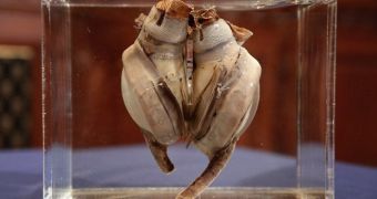 World's First Artificial Heart on Display at the Smithsonian