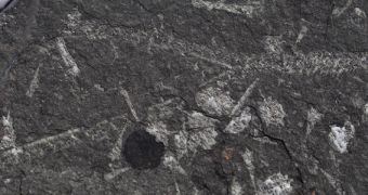 The fossilized connections present in an ancient graptolite colony are clearly visible in this image