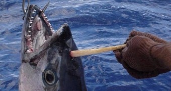 Tuna fish has a marlin spike embedded in its head