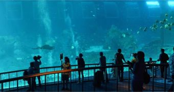 World's largest aquarium opens in Singapore