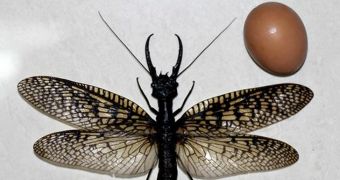 Freakishly big aquatic insect discovered in China