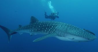 Researchers believe whale sharks are moving further north because of an increase in global sea temperatures