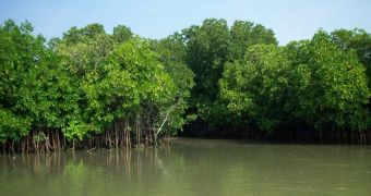 The Sundarbans mangrove forest is threatened by plans to build a coal plant in its proximity