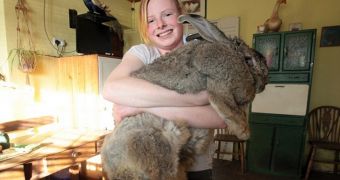 Continental Giant Ralph, of East Sussex in the UK is the world's largest rabbit