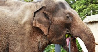 The world's most expensive coffee is produced from Thai elephant waste