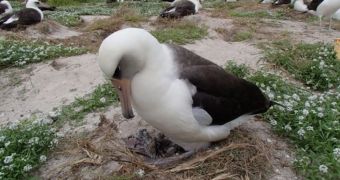 World's oldest albatross hatches its 36th chick