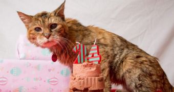 Poppy, the world's oldest cat, dies shortly after turning 24