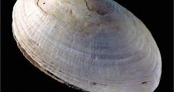 Zigzag pattern on a shell was created by the human ancestor Homo erectus