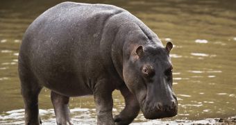 World's oldest hippo dies in captivity