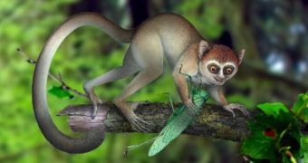 World's Oldest Known Fossil Primate Skeleton Unveiled