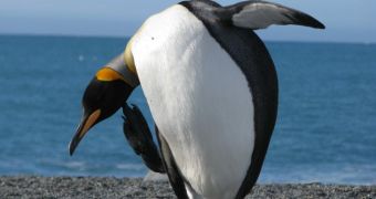King penguin living in Gloucestershire is believed to be the oldest of its kind