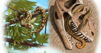 Artist's conception of three of the four newly identified ancient snakes: (top left) Portugalophis lignites; (top right) Diablophis gilmorei; (bottom) Parviraptor estesi