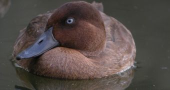 Madagascar pochards are making a comeback, conservationists say