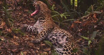 Rare Javan leopard is caught on camera in Indonesia