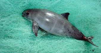 World's Rarest Marine Mammal Gets Protection from the Government of Mexico