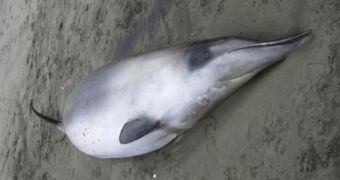 The world's rarest whale is seen for the first time