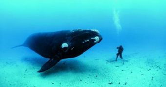 North Pacific right whale shows up in the waters off Victoria, Canada