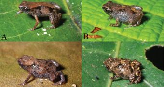 World's smallest frigs discovered in New Guinea