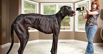 World's tallest dog dies at the age of 5 in Michigan, US