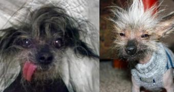 Boolah (left) and Chupee compete for title of World's Ugliest Dog