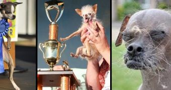 World's Ugliest Dog – Which of the Last Three Winners Is Uglier?